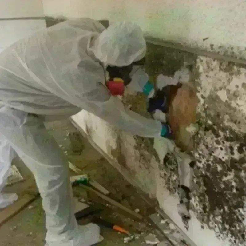 Mold Remediation and Removal in Sedgwick County, KS